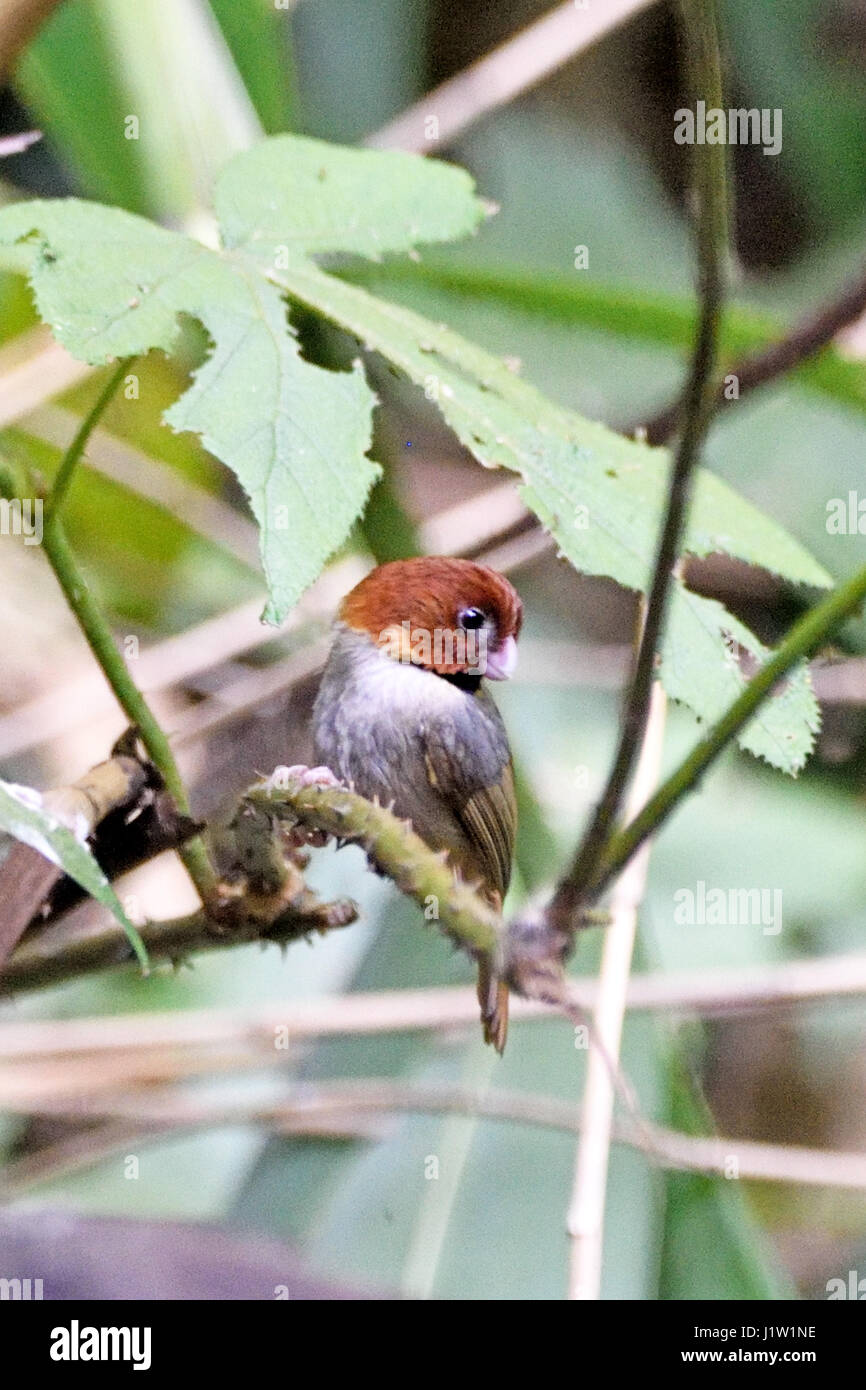 Eine kleine Kurzschwanz-Parrotbill (Paradoxornis Davidianus) thront auf einem kleinen Ast im Wald in Nord-Thailand Stockfoto