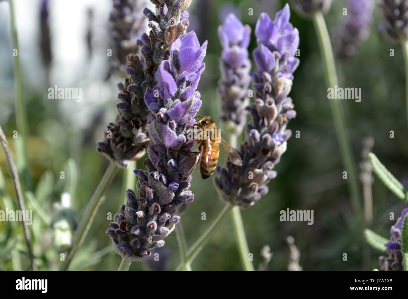 Bienen sammeln Nektar und Pollen aus den Blüten der Lavendelpflanze in einem vorstädtischen Garten Stockfoto