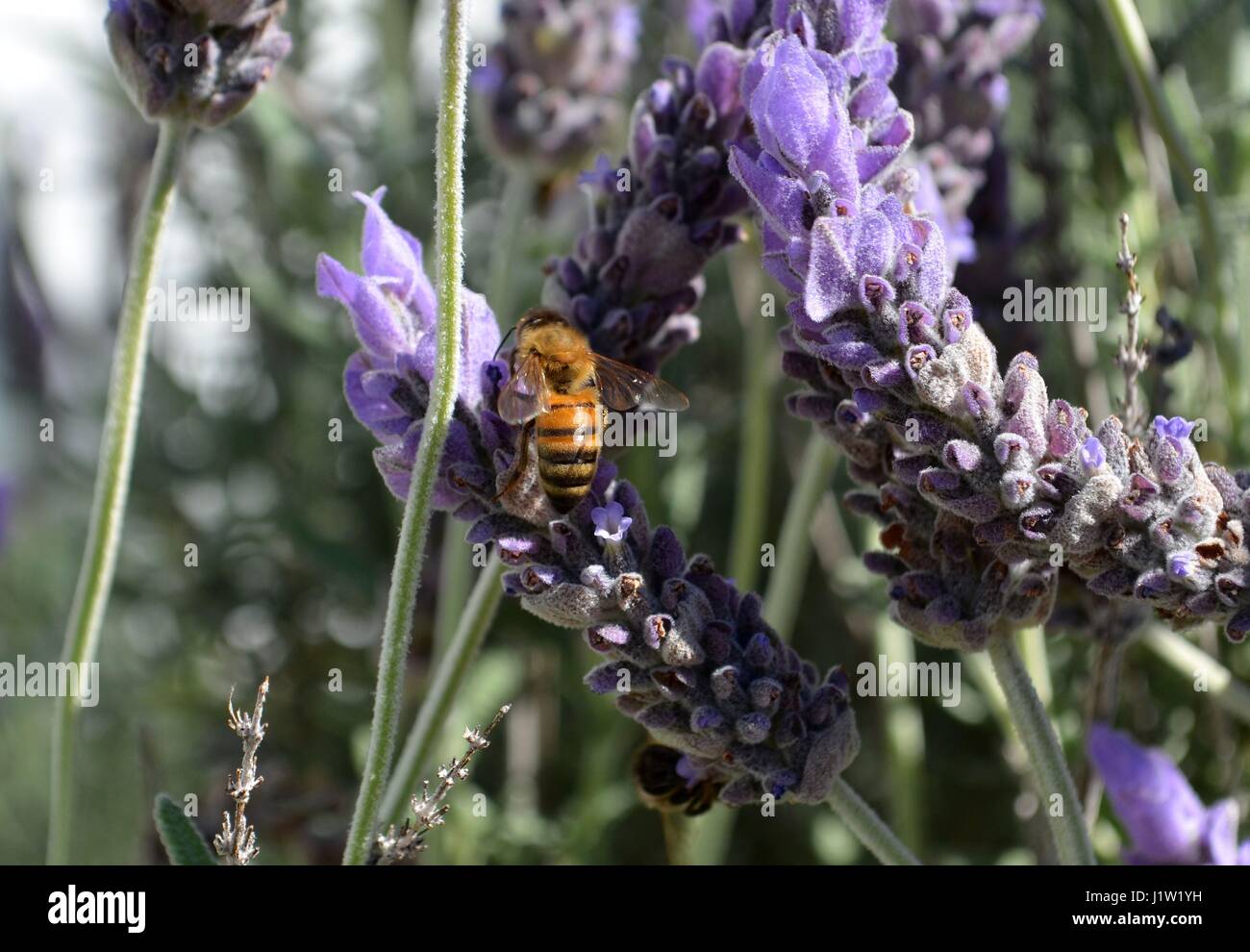 Bienen sammeln Nektar und Pollen aus den Blüten der Lavendelpflanze in einem vorstädtischen Garten Stockfoto