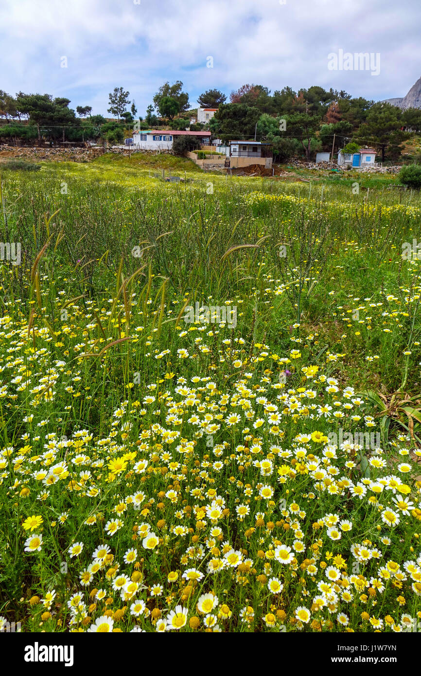 Bereich der gelben und weißen Blüten, Gänseblümchen, Telendos, Kalymnos, Griechenland Stockfoto