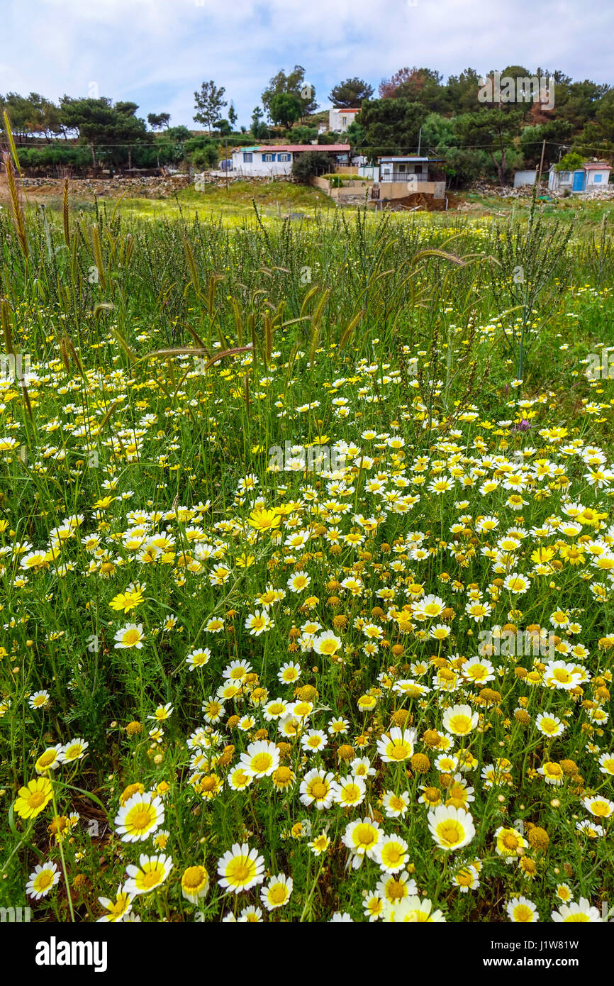 Bereich der gelben und weißen Blüten, Gänseblümchen, Telendos, Kalymnos, Griechenland Stockfoto