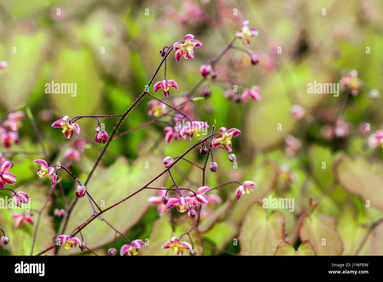 Epimedium cantabrigiense, Barrenwort april Garten Stockfoto