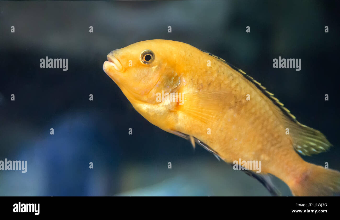 In ein großes Aquarium mit Meer Wasser schwimmt eine schöne marine Fische gelbe Farbe unter den Algen. Stockfoto