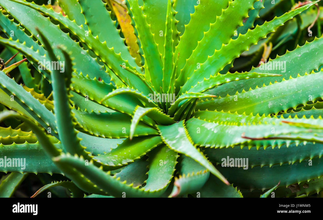 AloeVeraPflanzen vertragen tropische Grünpflanzen heißes Wetter. Aloe
