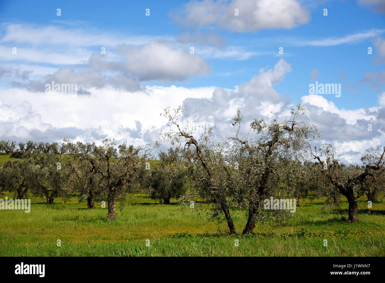 Olivenbäume im Frühjahr, Toskana, Italien Stockfoto