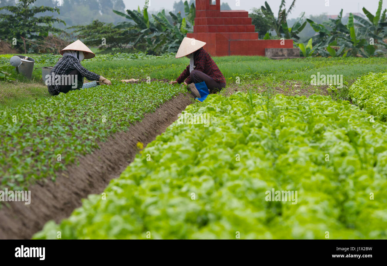 Gartenarbeit Dong Trieu Stockfoto