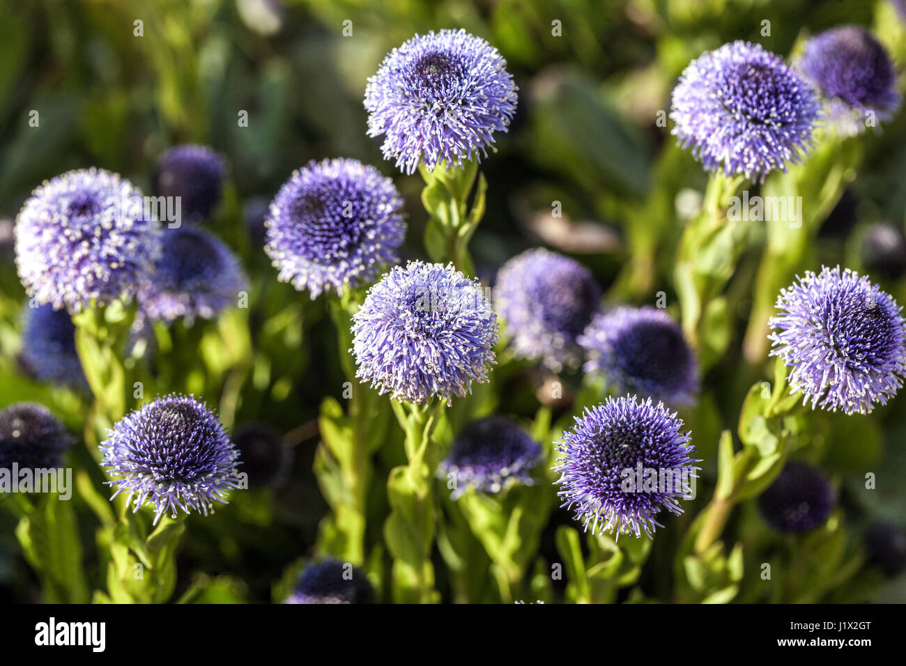 Globularia Bisnagarica Sy Trommler Stockfoto