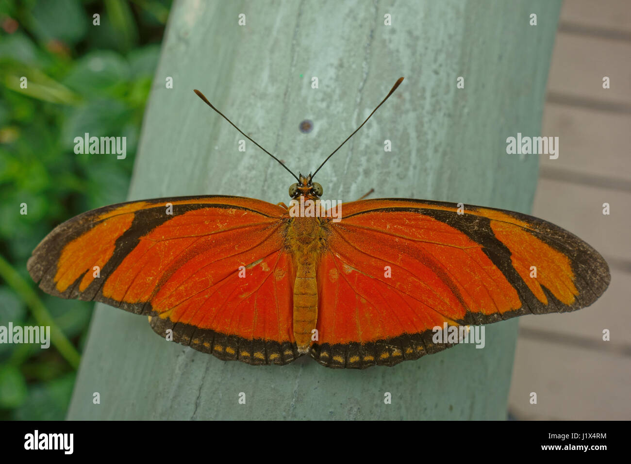 Top-down-Ansicht eines Schmetterlings Stockfoto