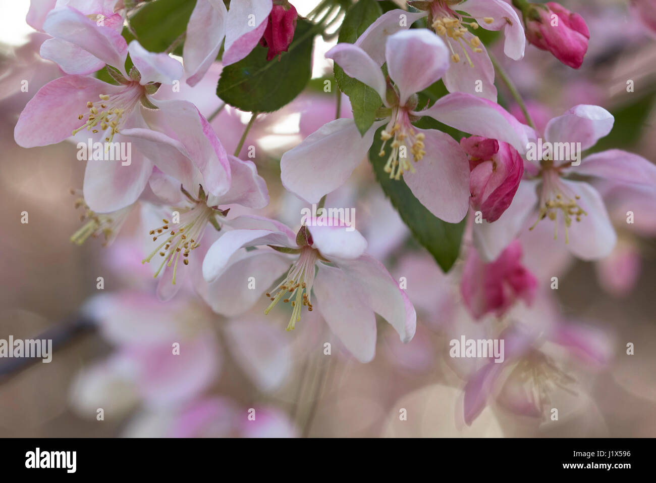 Zierapfel blüht mit gefiltertem Licht Stockfoto
