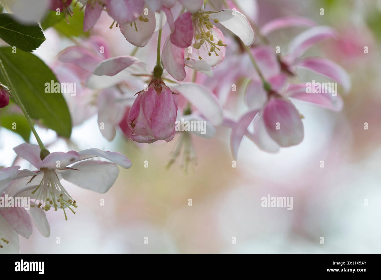 Zierapfel blüht mit gefiltertem Licht Stockfoto
