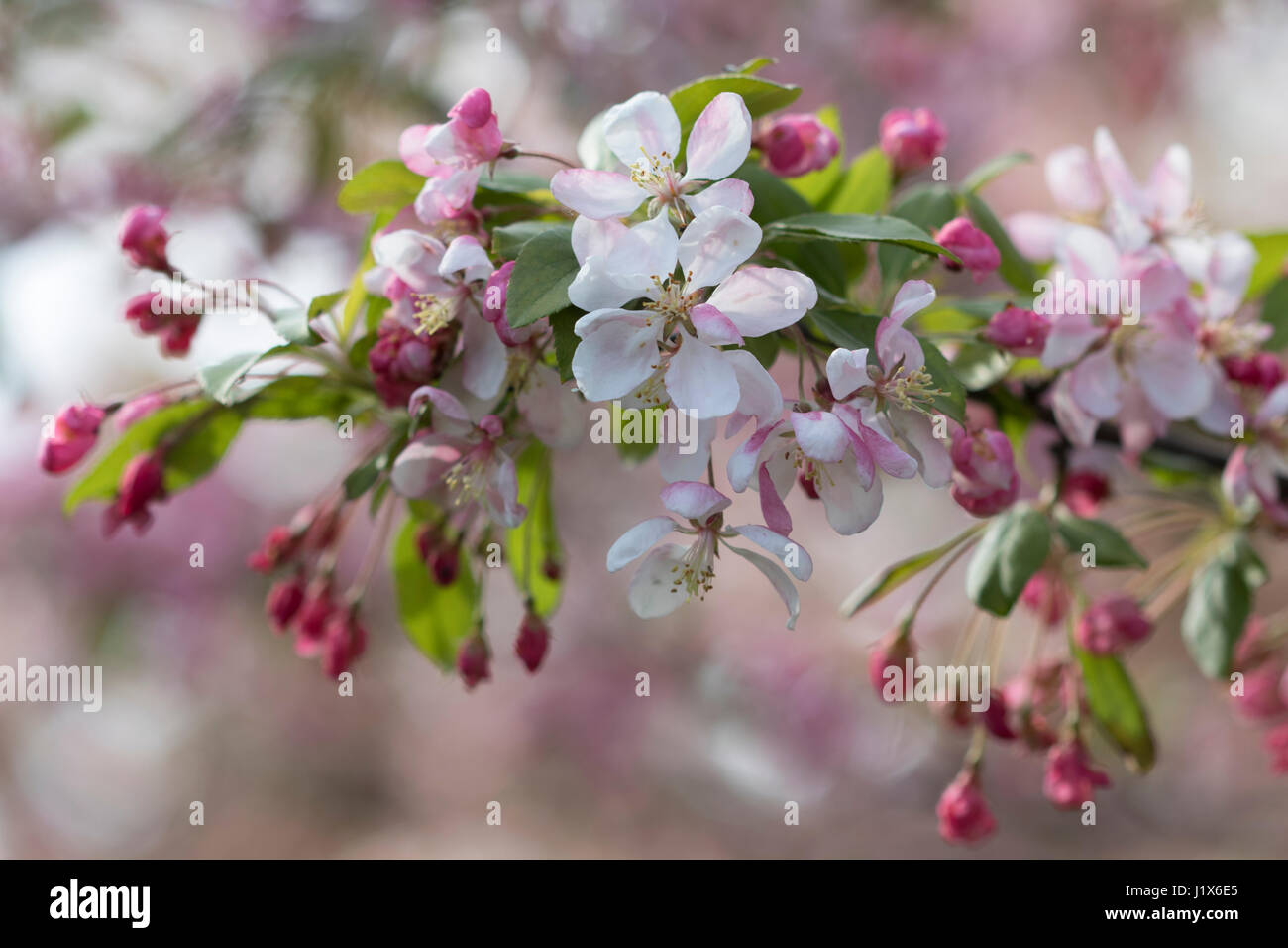 Zierapfel blüht mit gefiltertem Licht Stockfoto