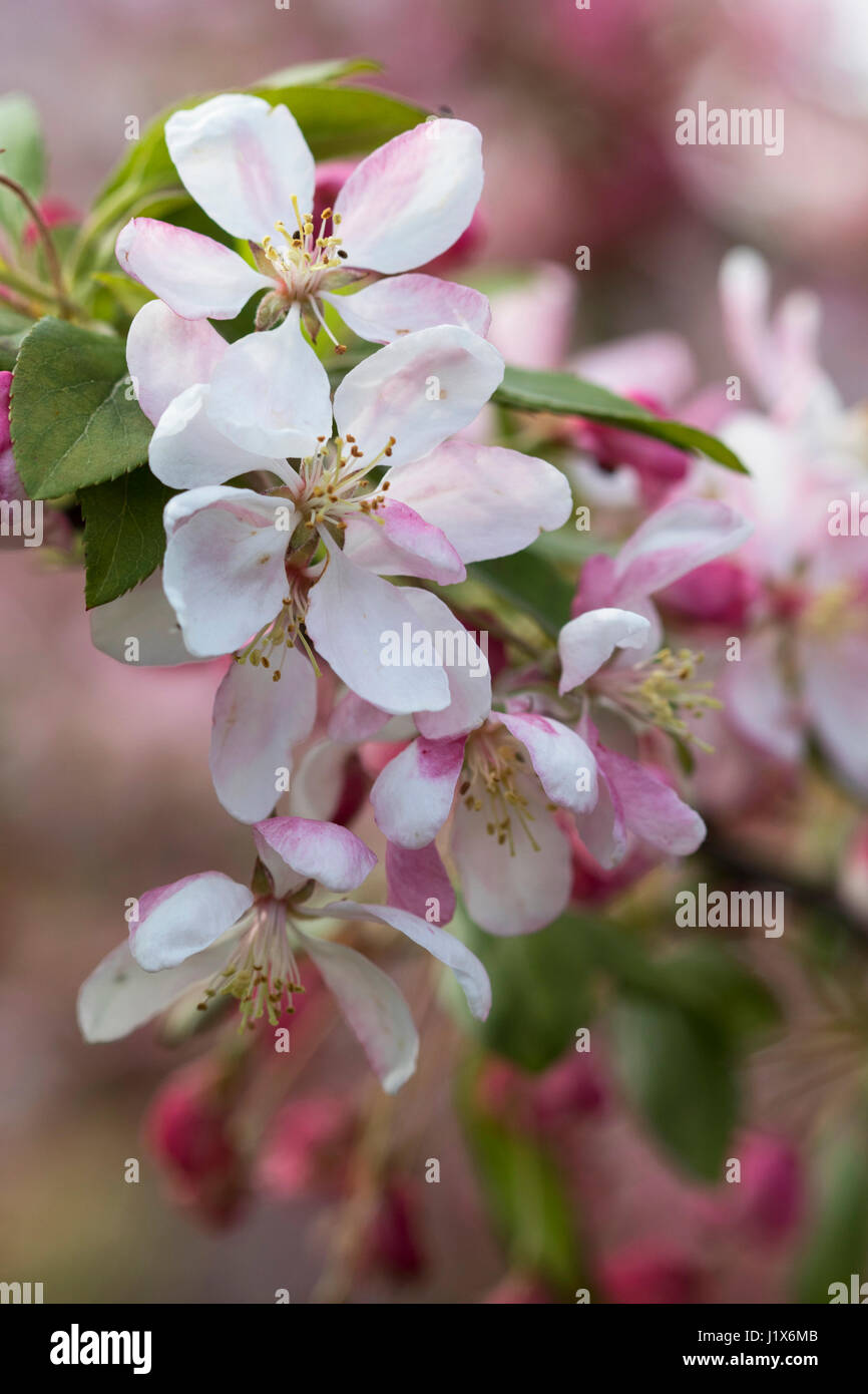 Zierapfel blüht mit gefiltertem Licht Stockfoto