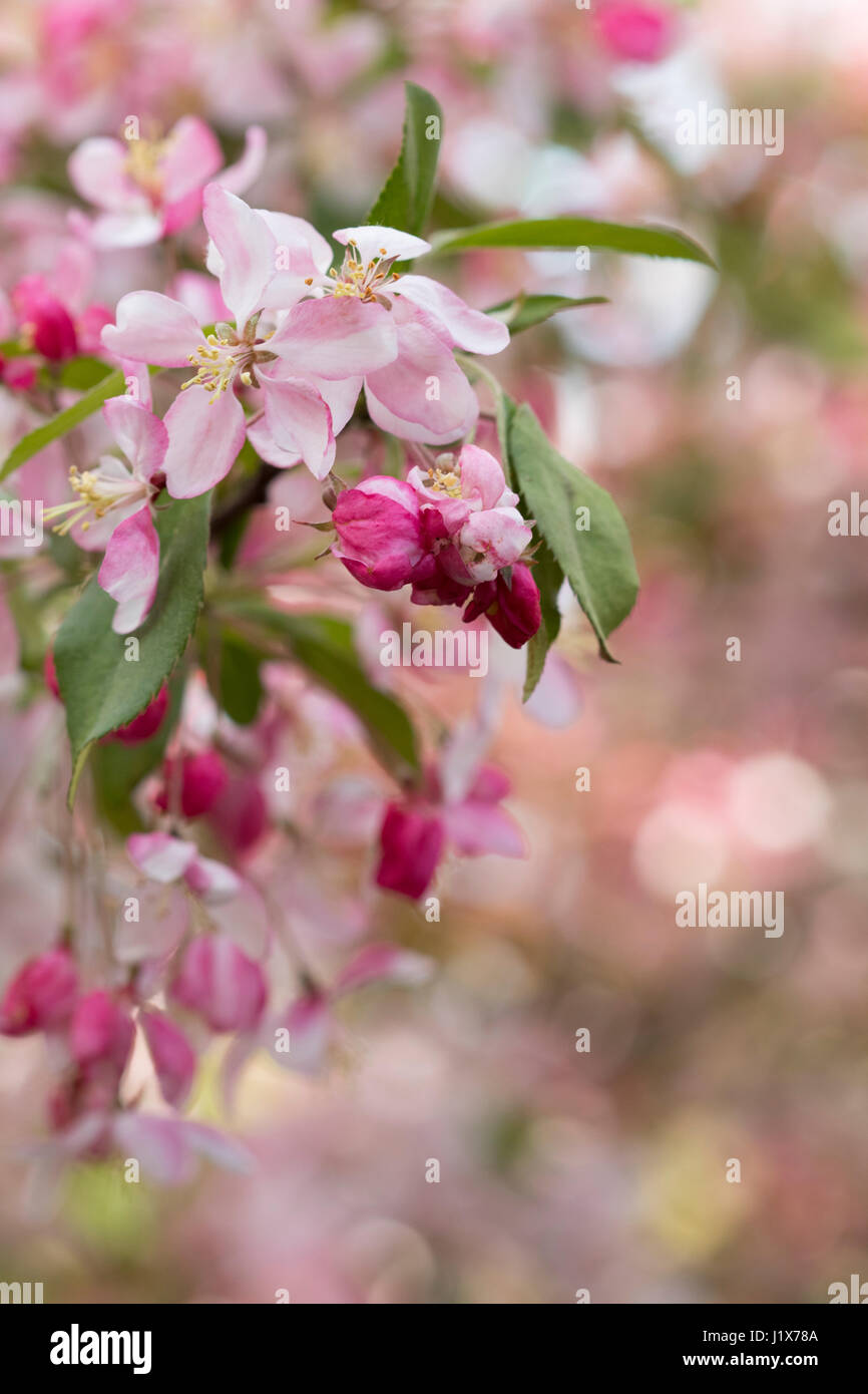 Zierapfel blüht mit gefiltertem Licht Stockfoto