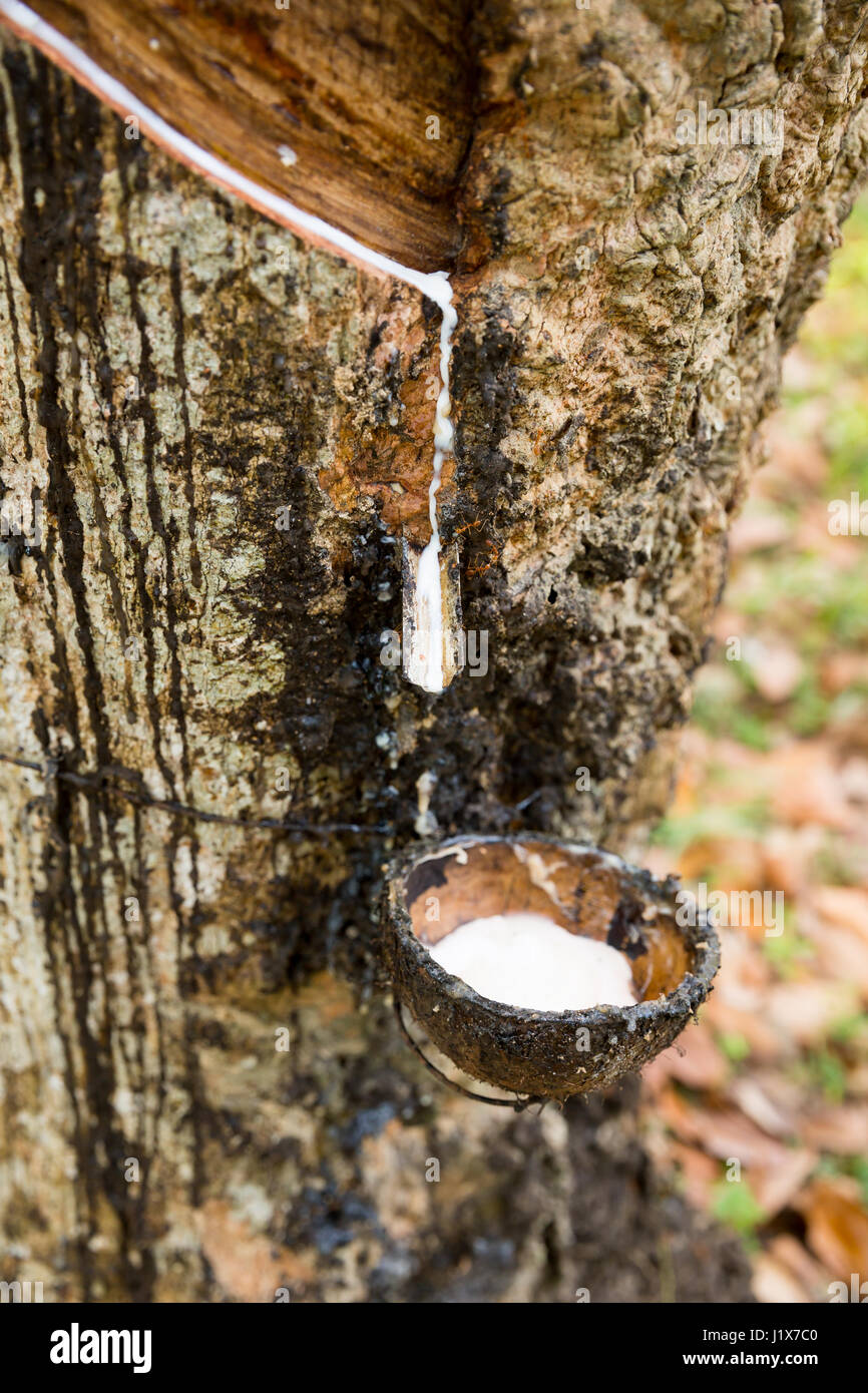 Gummibaum mit Droping Milch in einem Topf-Detailansicht. Ceylon Tropenwald Stockfoto
