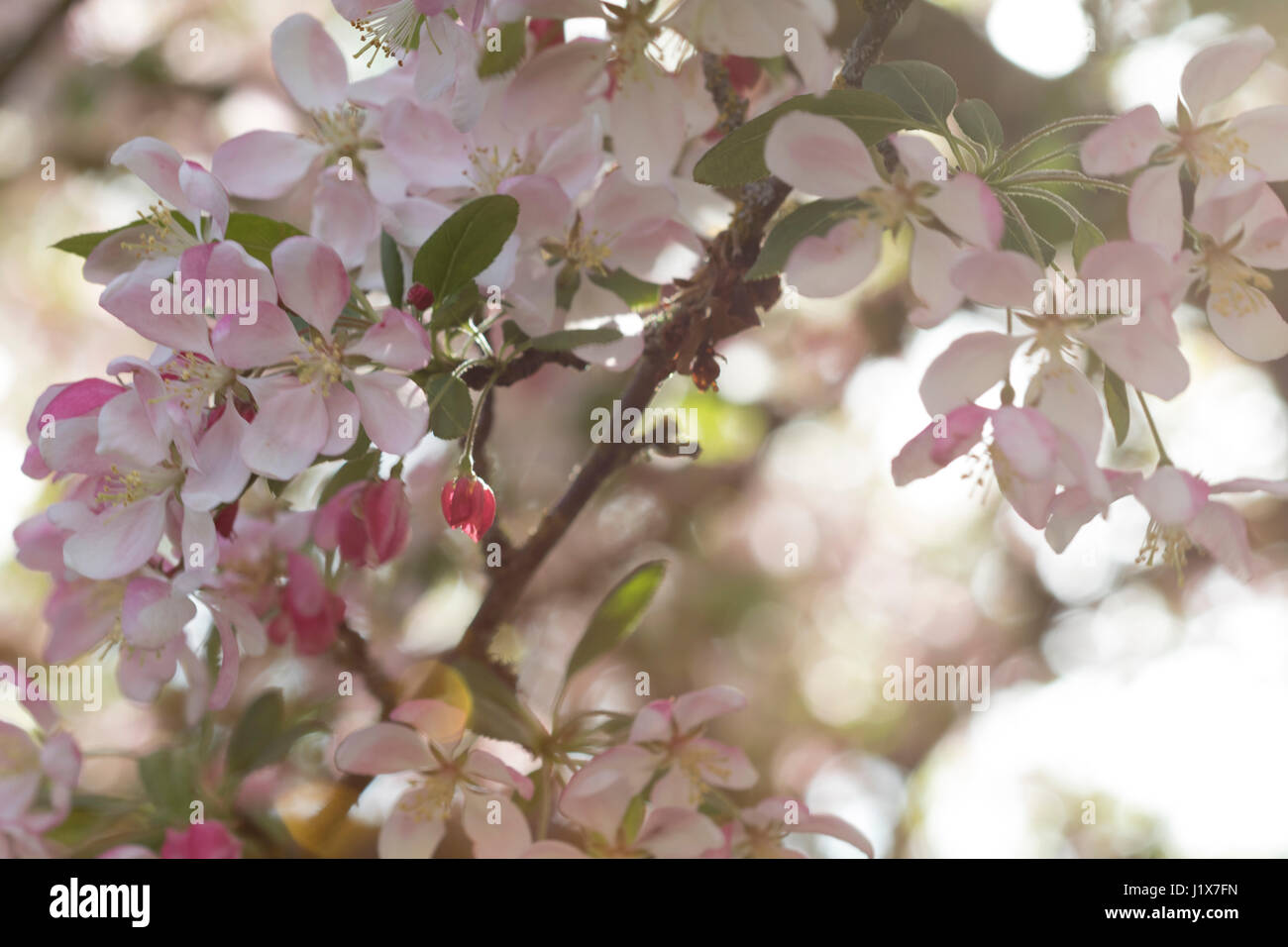 Zierapfel blüht mit gefiltertem Licht Stockfoto