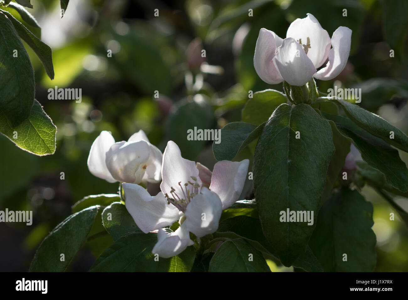 Hinterleuchtete Quitte Blumen Stockfoto