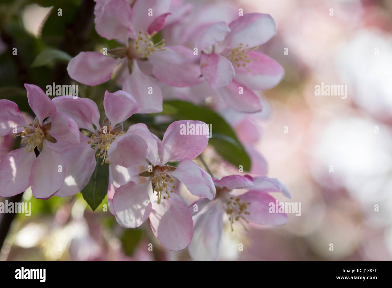 Zierapfel blüht mit gefiltertem Licht Stockfoto