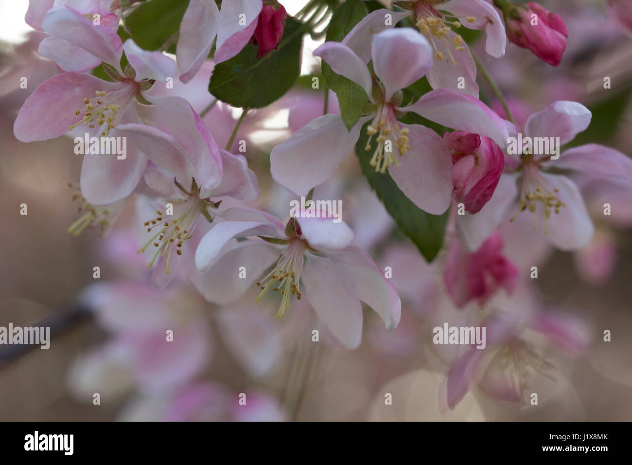 Zierapfel blüht mit gefiltertem Licht Stockfoto