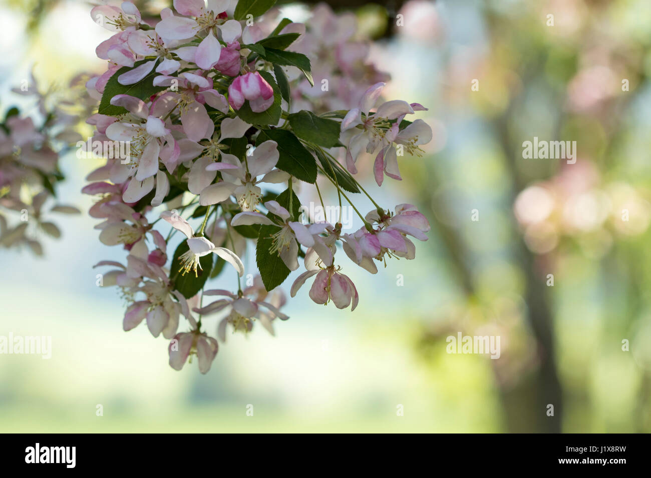 Zierapfel blüht mit gefiltertem Licht Stockfoto