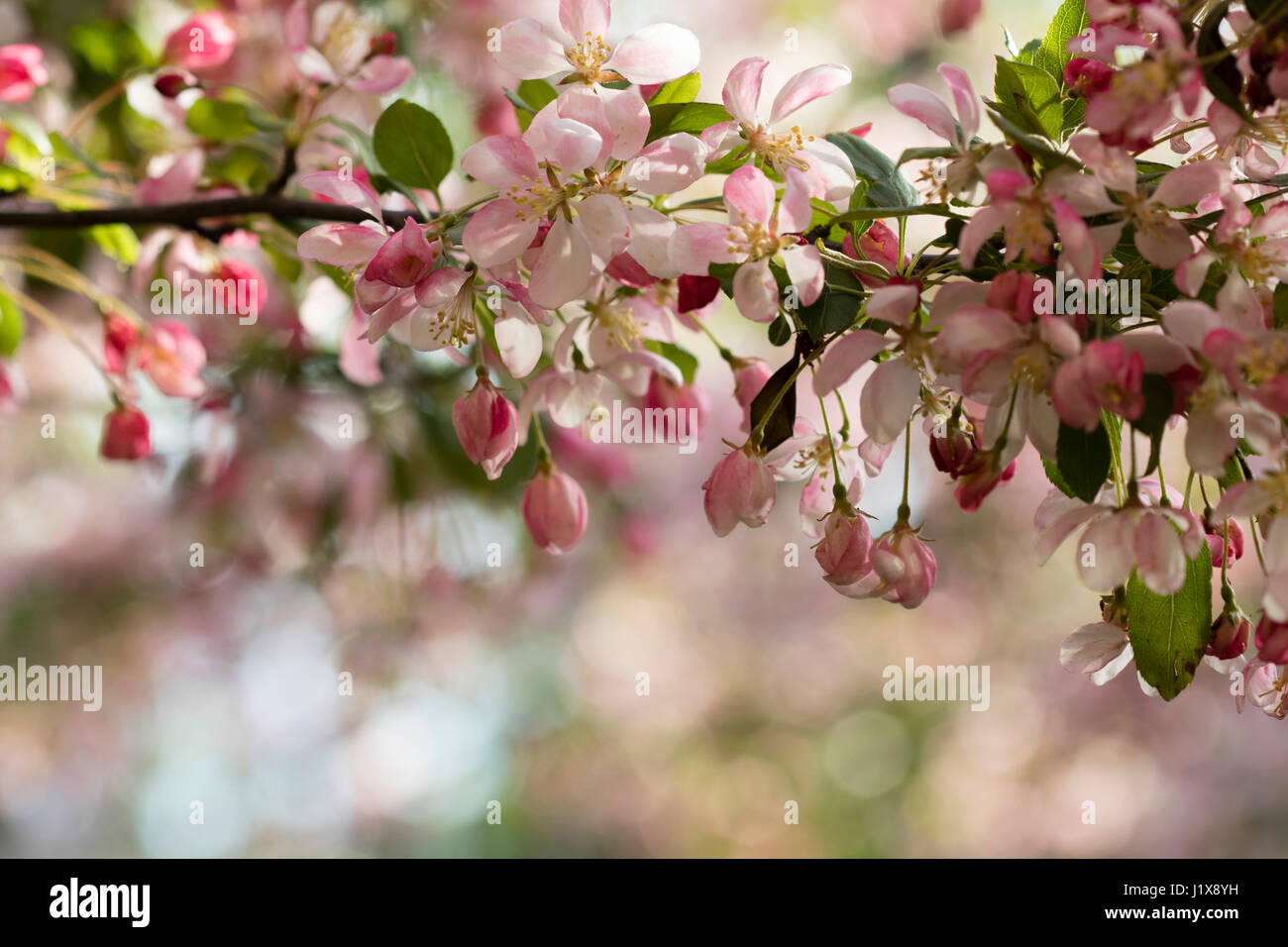Zierapfel blüht mit gefiltertem Licht Stockfoto