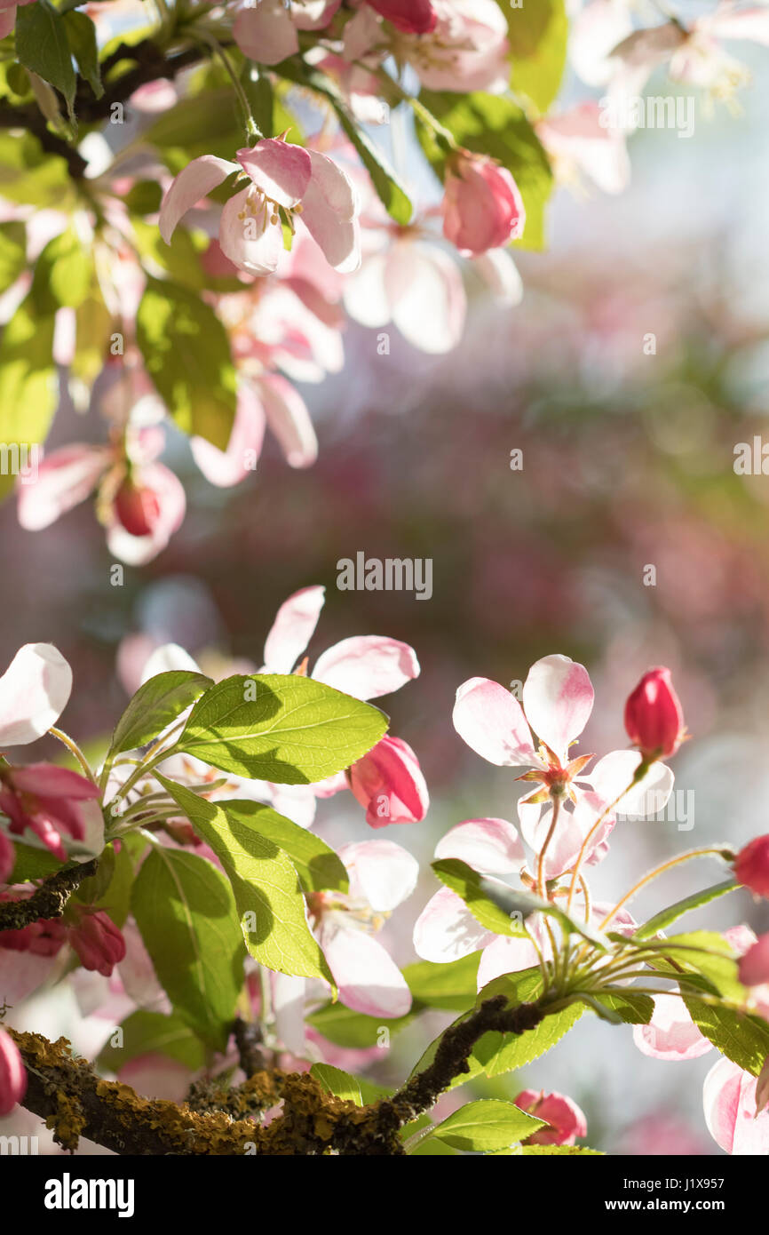 Zierapfel blüht mit gefiltertem Licht Stockfoto