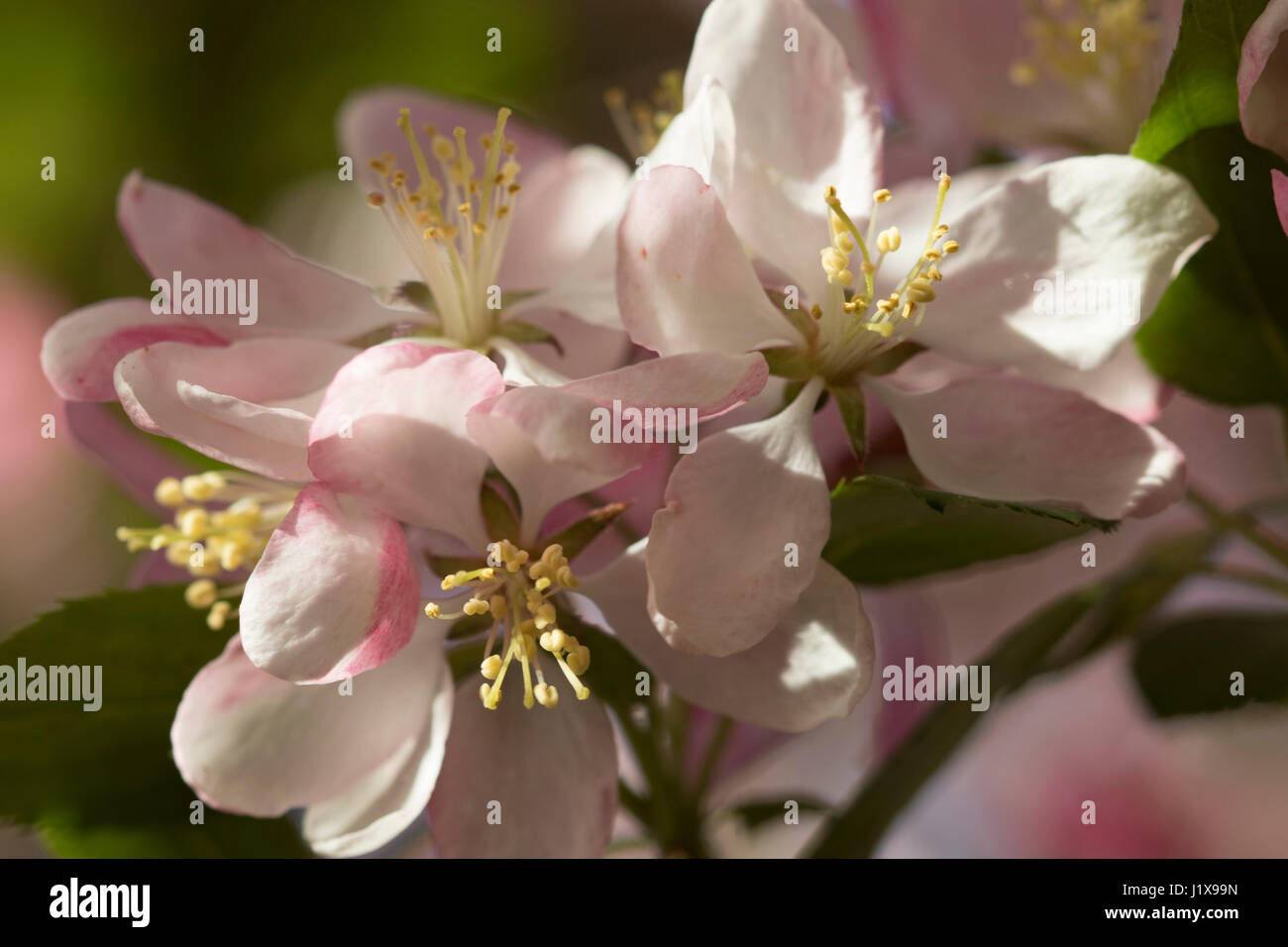 Zierapfel blüht mit gefiltertem Licht Stockfoto