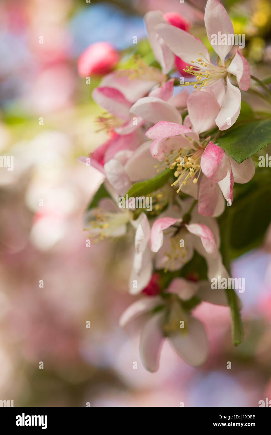 Zierapfel blüht mit gefiltertem Licht Stockfoto