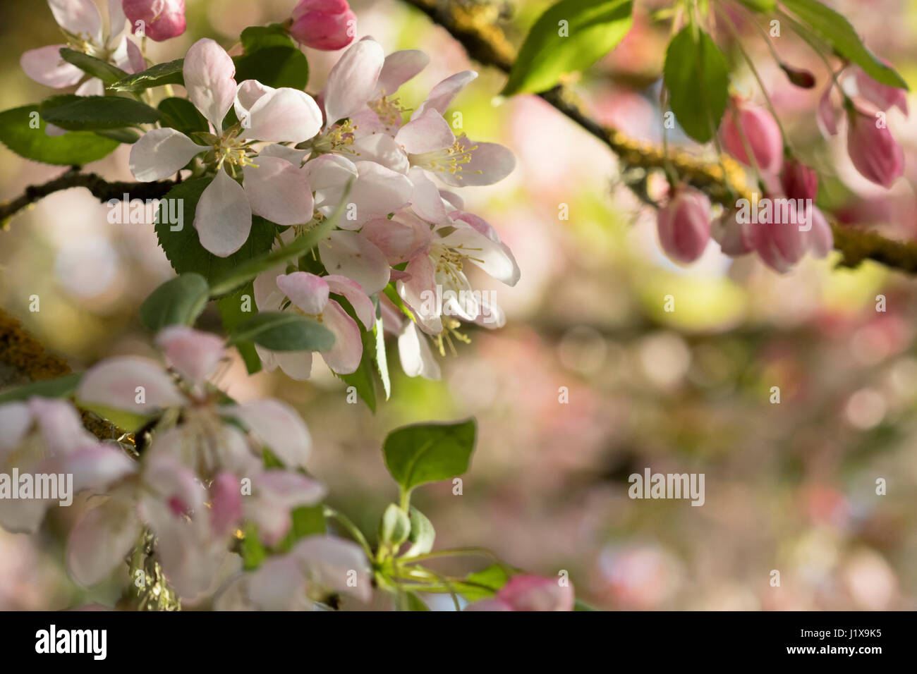 Zierapfel blüht mit gefiltertem Licht Stockfoto