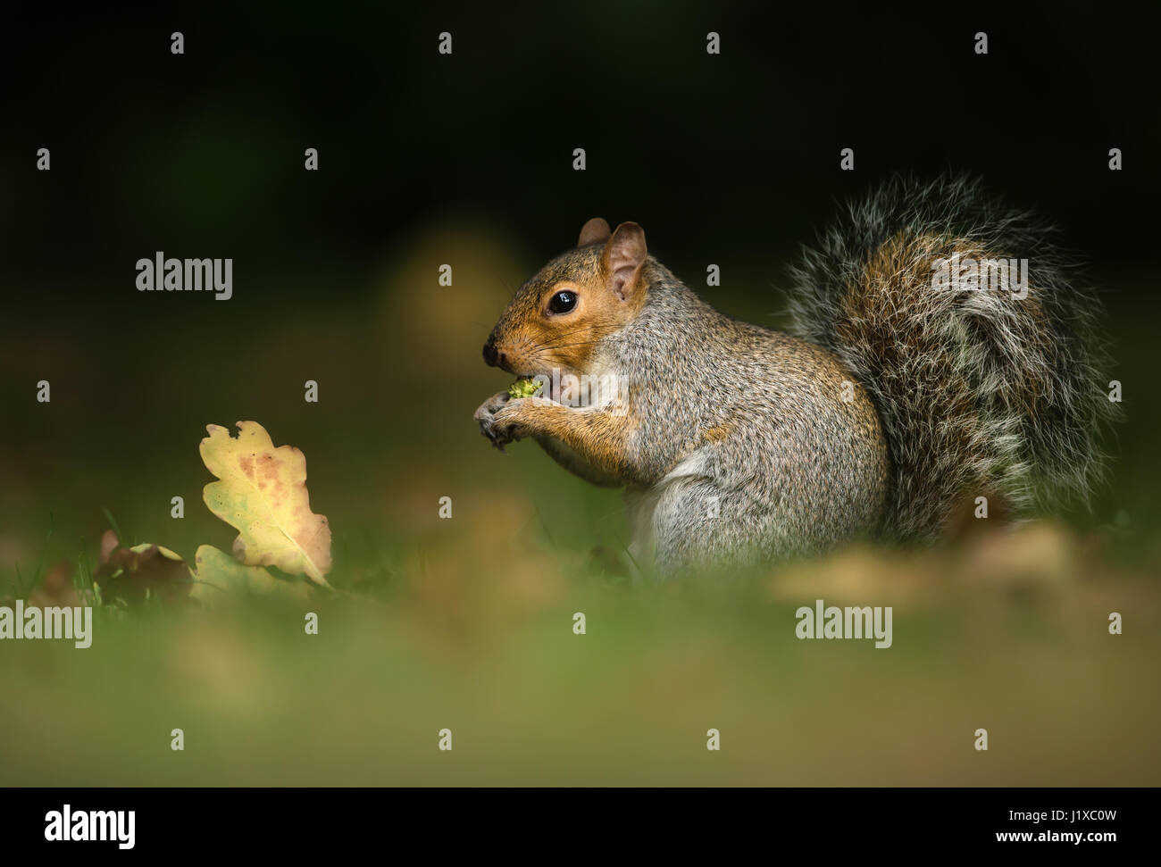 Graue Eichhörnchen Essen Stockfoto