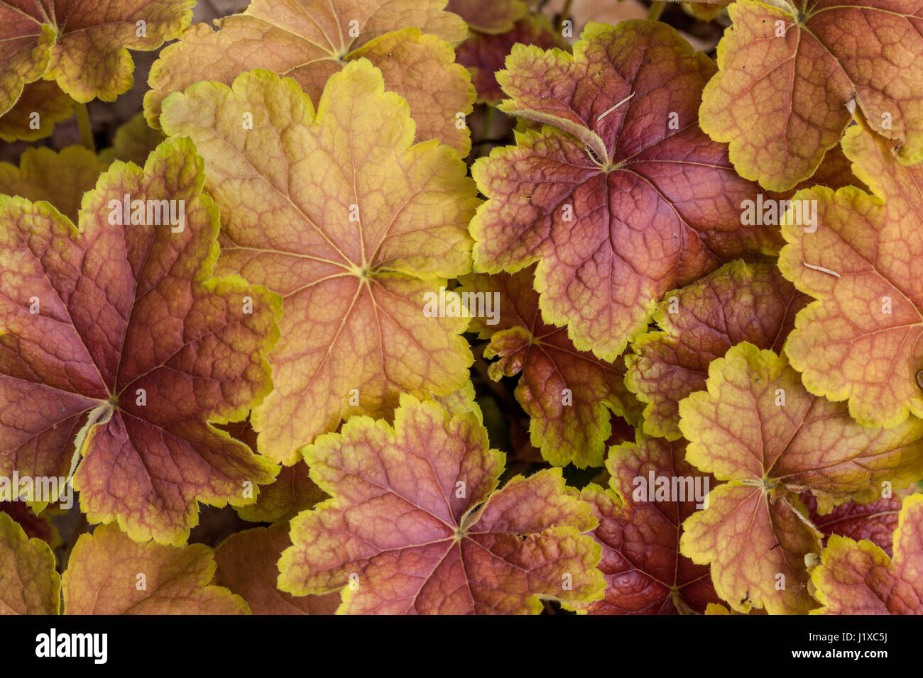 Muster Heuchera „Tiramisu“ Blätter Golden Yellow Red Adern Korallenglocken Heuchera Blätter Orange Dekoratives Laub Schöne Heucheras Frühlingsdekoration Stockfoto