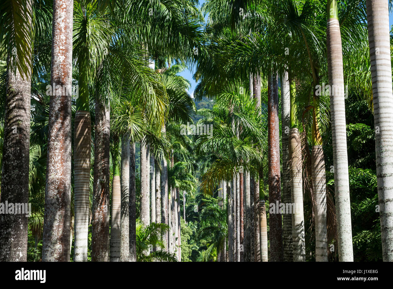 Allee der üppigen grünen Royal Palmen bildet einen unendlichen Blick auf Baumstämme im Park in Rio De Janeiro, Brasilien Stockfoto