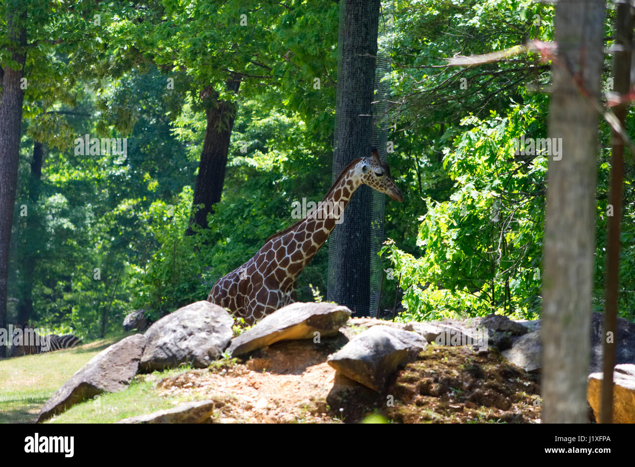 Zoo Fotos Stockfoto