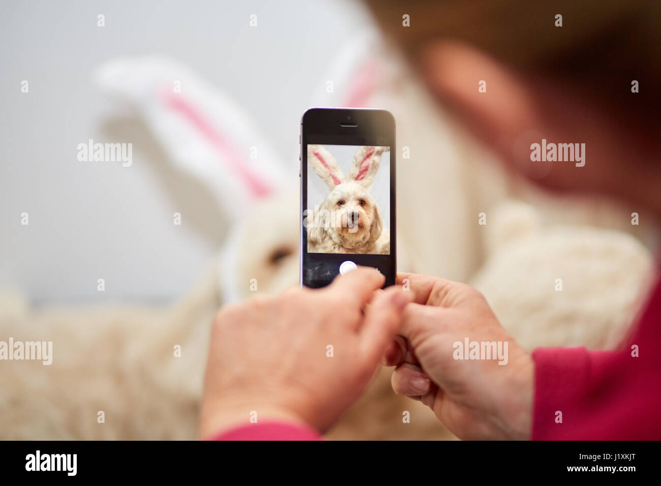 Aufnahme der Havaneser Hund mit lustigen Osterhasen Ohren mit Smartphone Handy Stockfoto