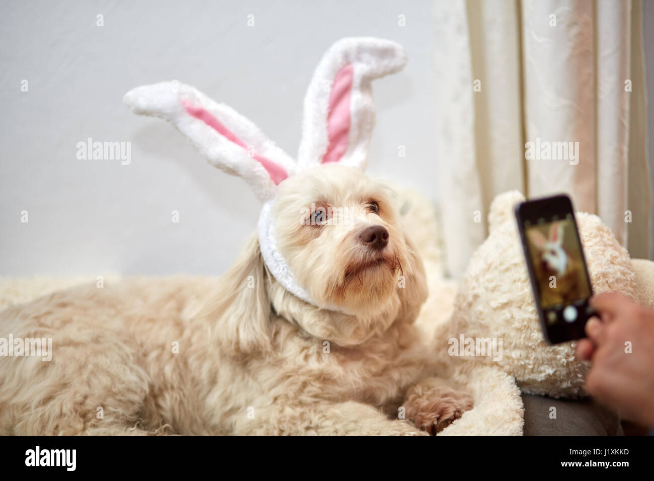 Aufnahme der Havaneser Hund mit lustigen Osterhasen Ohren mit Smartphone Handy Stockfoto