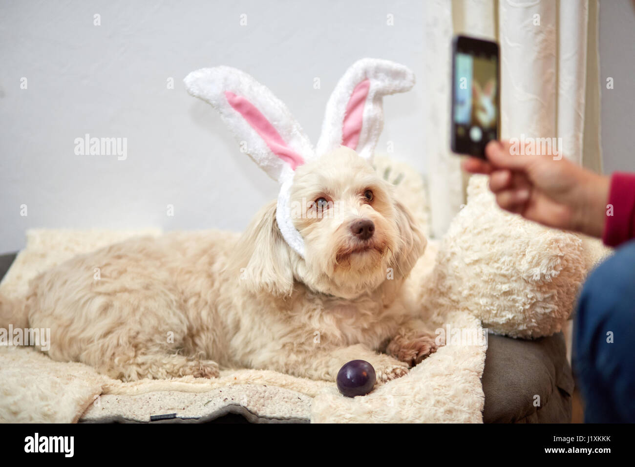Aufnahme der Havaneser Hund mit lustigen Osterhasen Ohren mit Smartphone Handy Stockfoto