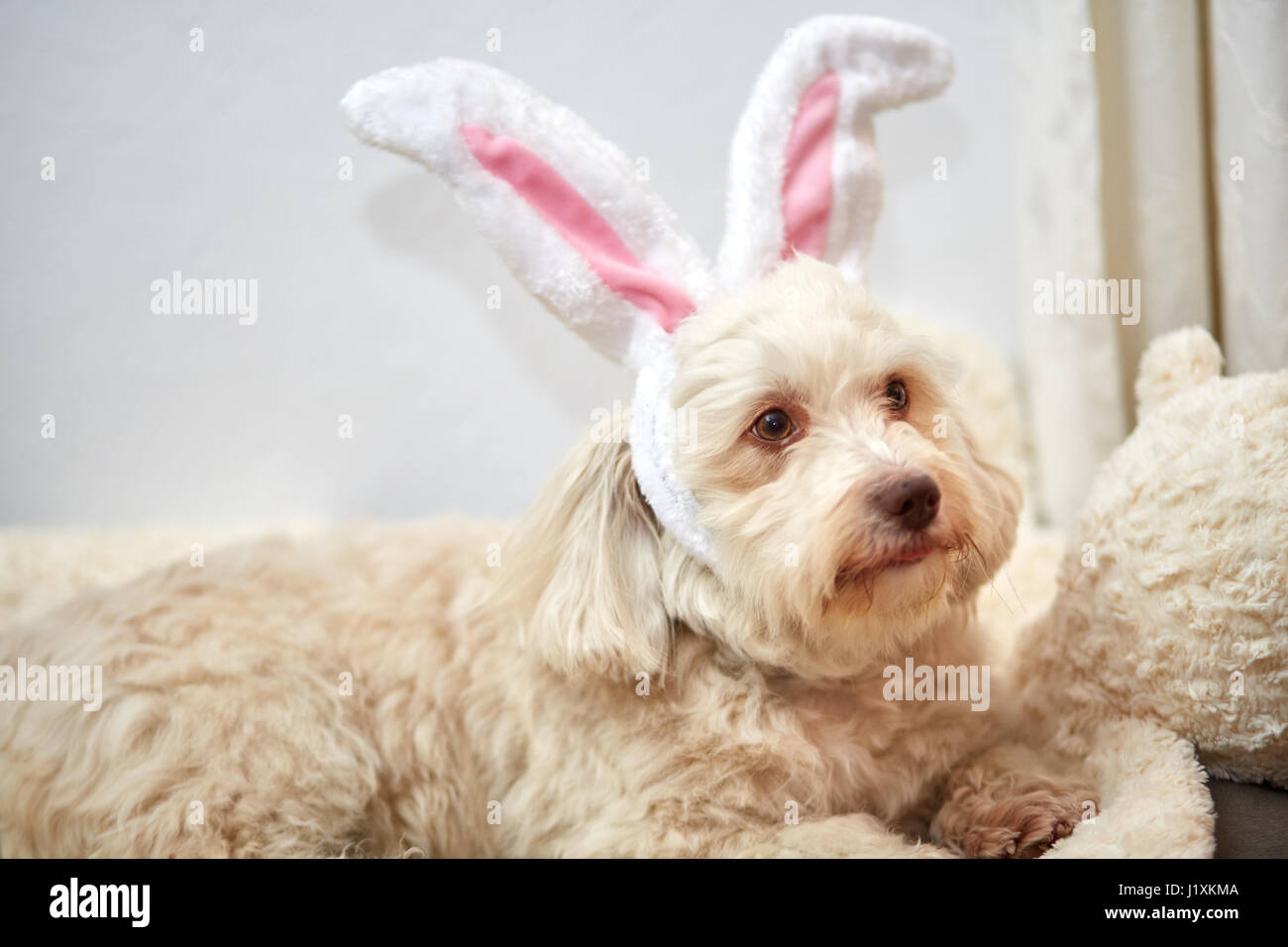 Havaneser Hund mit lustigen Easter Bunny Ohren Stockfoto