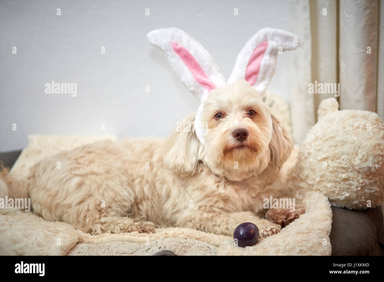 Havaneser Hund mit lustigen Easter Bunny Ohren Stockfoto