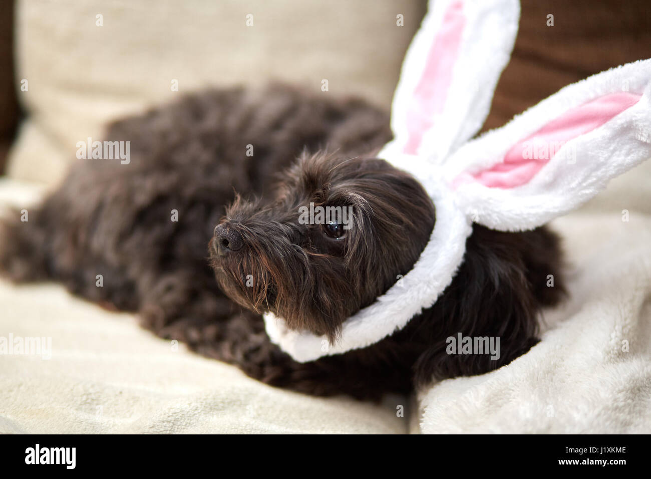 Havaneser Hund mit lustigen Easter Bunny Ohren Stockfoto