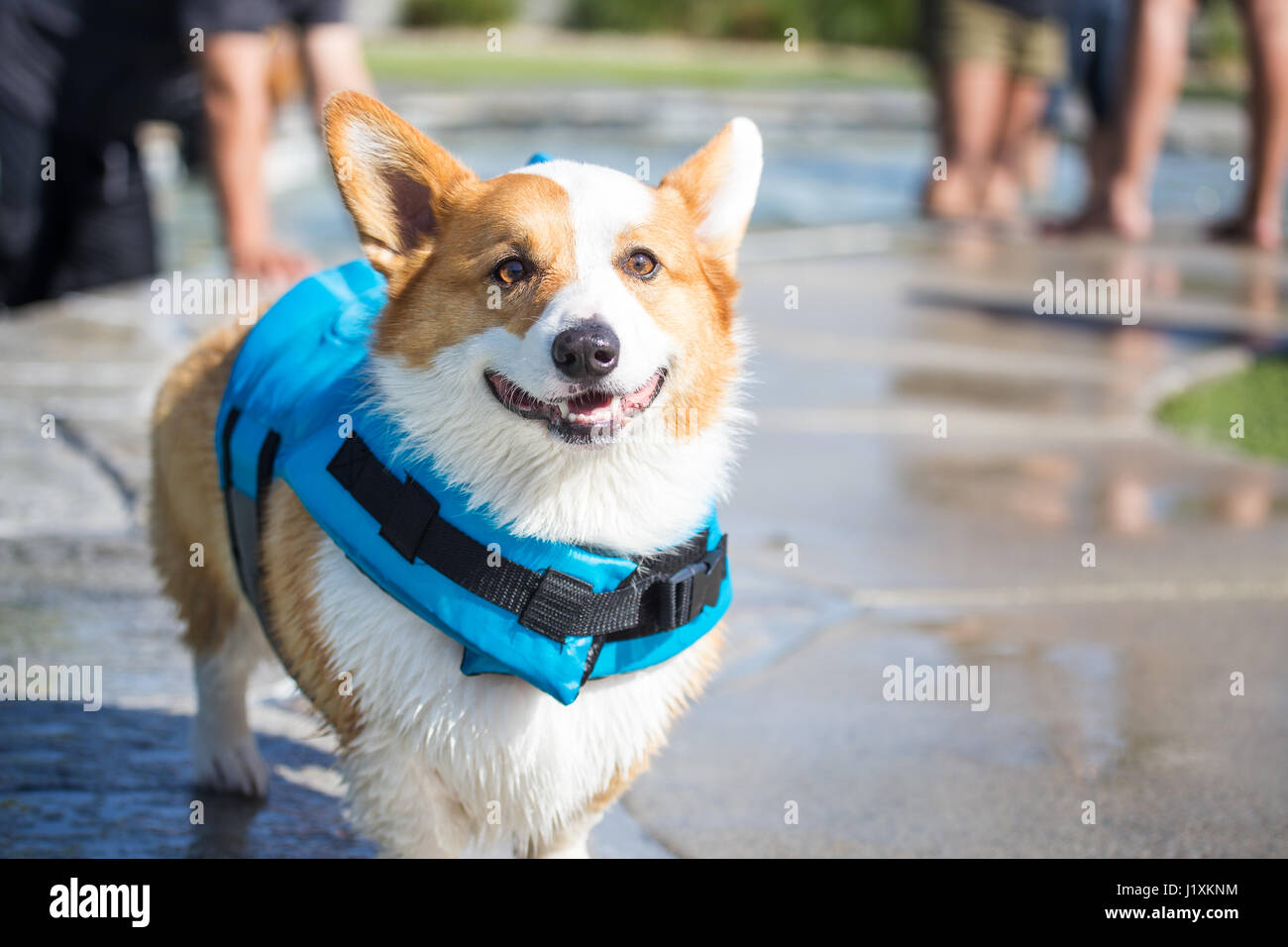 Pembroke Welsh Corgi Hund trägt eine Schwimmweste Stockfoto