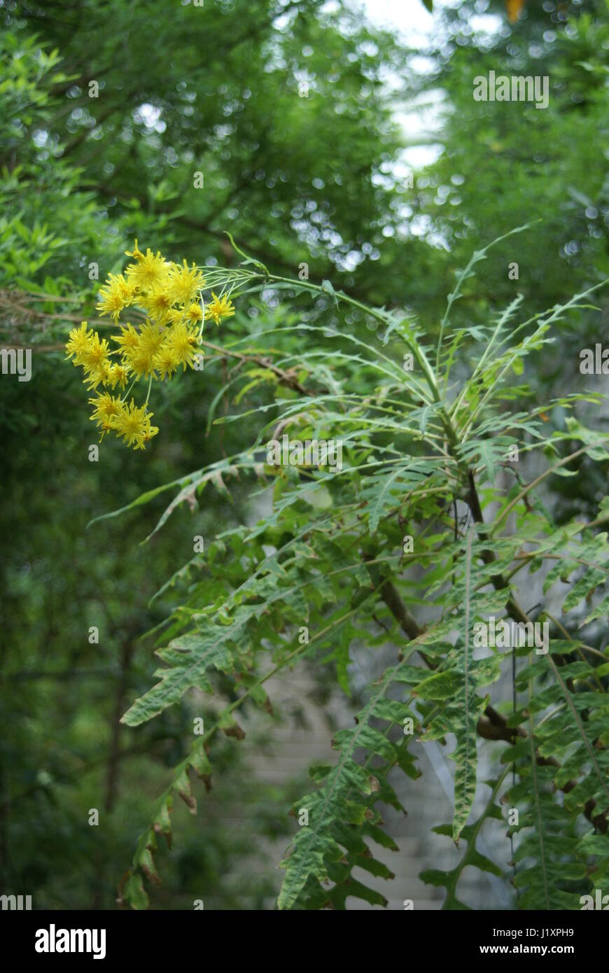 Sonchus palmensis Stockfoto