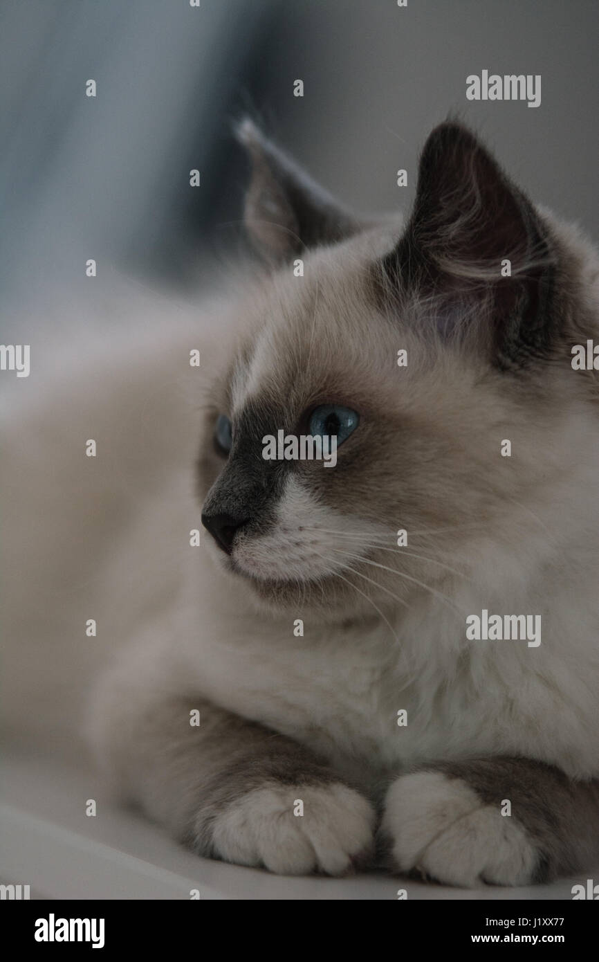 Porträt einer schönen Ragdoll blauäugige Katze ordentlich liegen und wegsehen. Katze mit hellen Mantel, weiße Socken und weißen Fleck auf der Stirn. Stockfoto