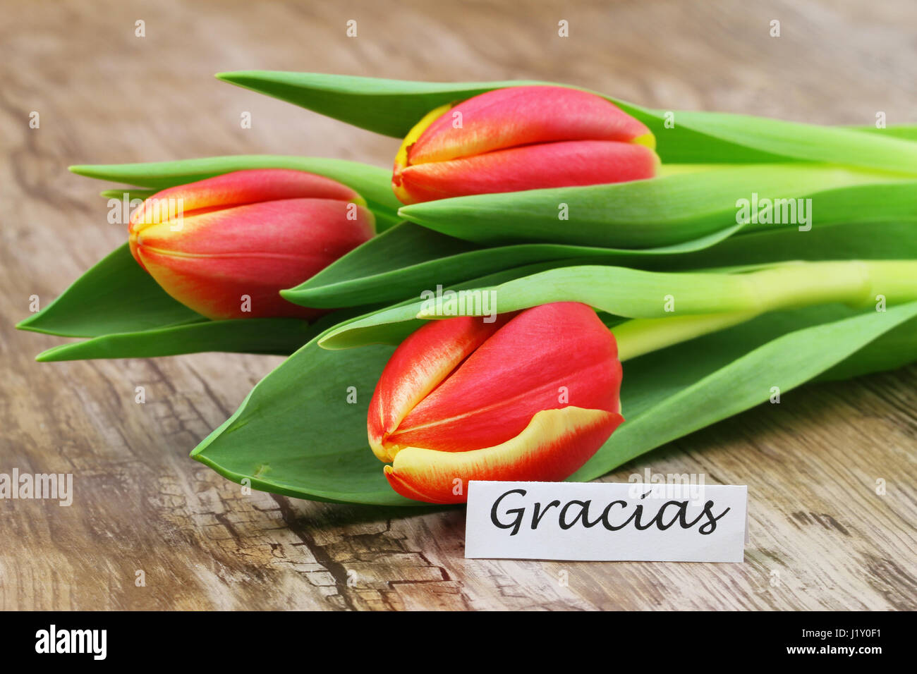 Gracias (Danke auf Spanisch) mit bunten Tulpen Stockfoto