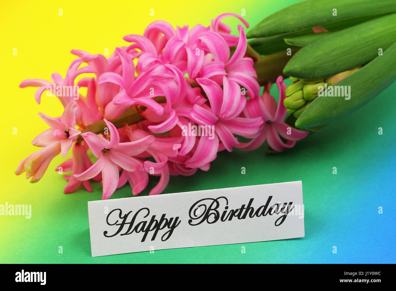 Happy Birthday Card mit rosa Hyazinthe Blume auf farbigen Hintergrund Stockfoto