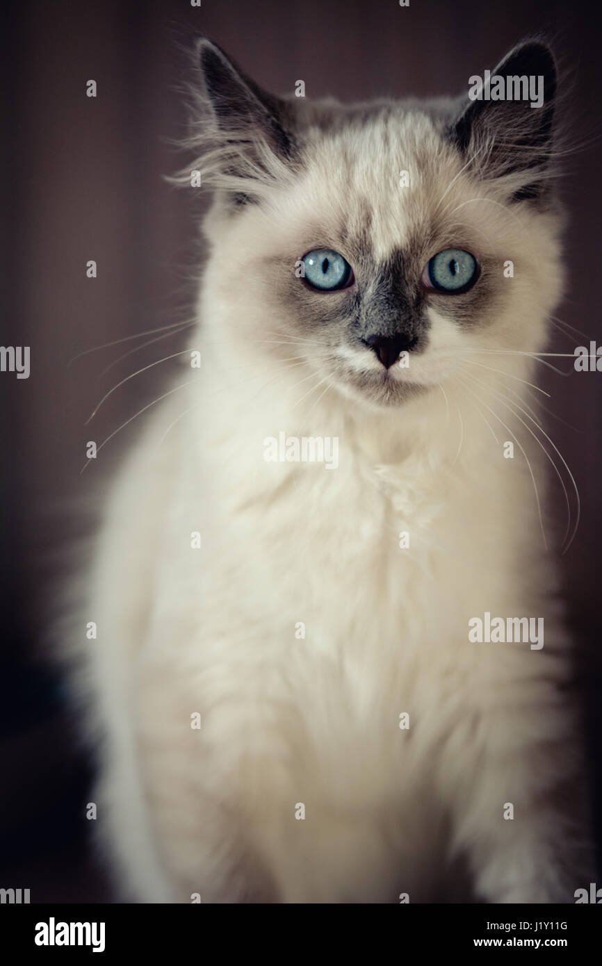 Nahaufnahme Der Ragdoll Katze Sitzen Und Blick In Die Kamera