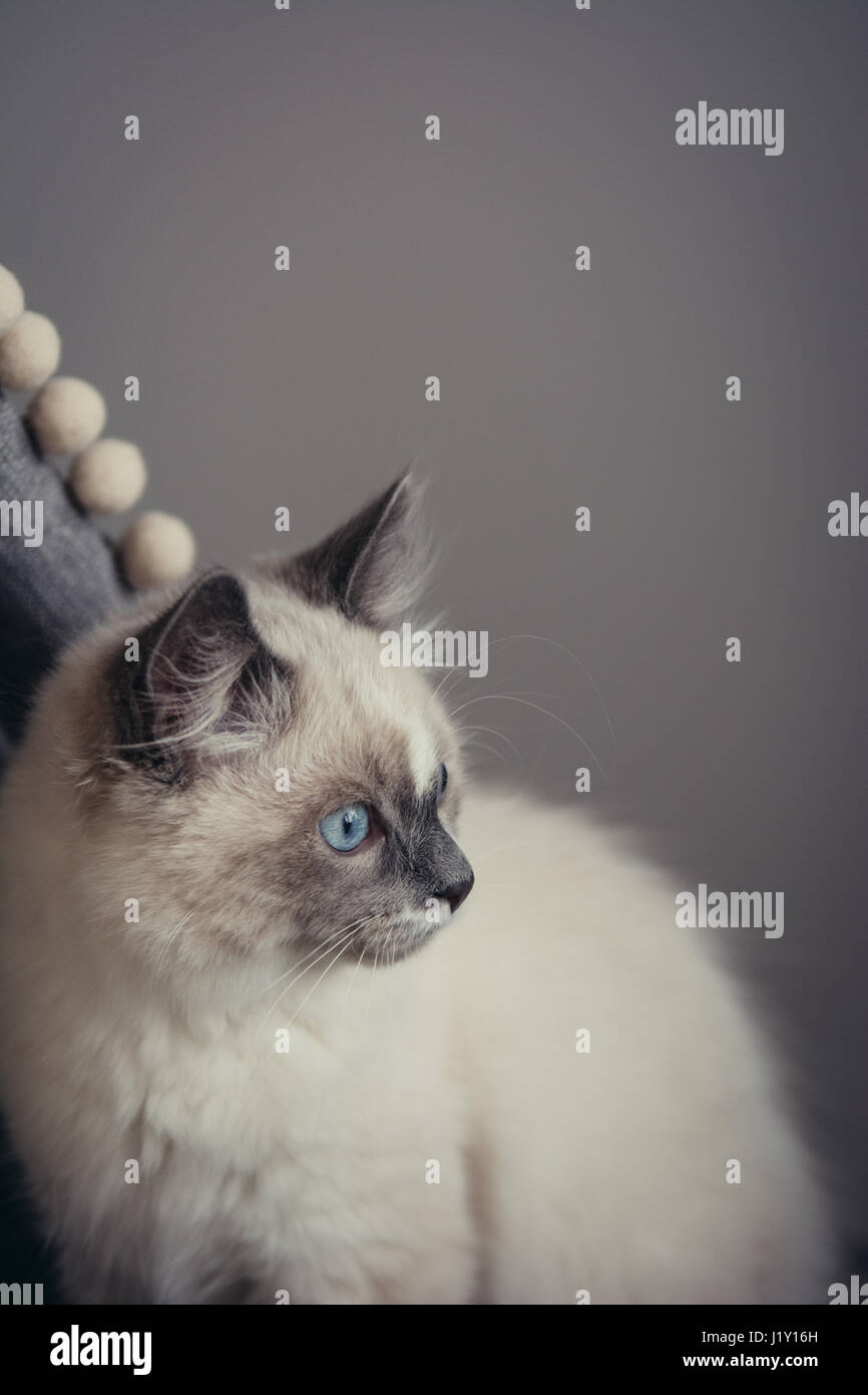 Ragdoll Katze Mit Blauen Augen Auf Einem Schaukelstuhl