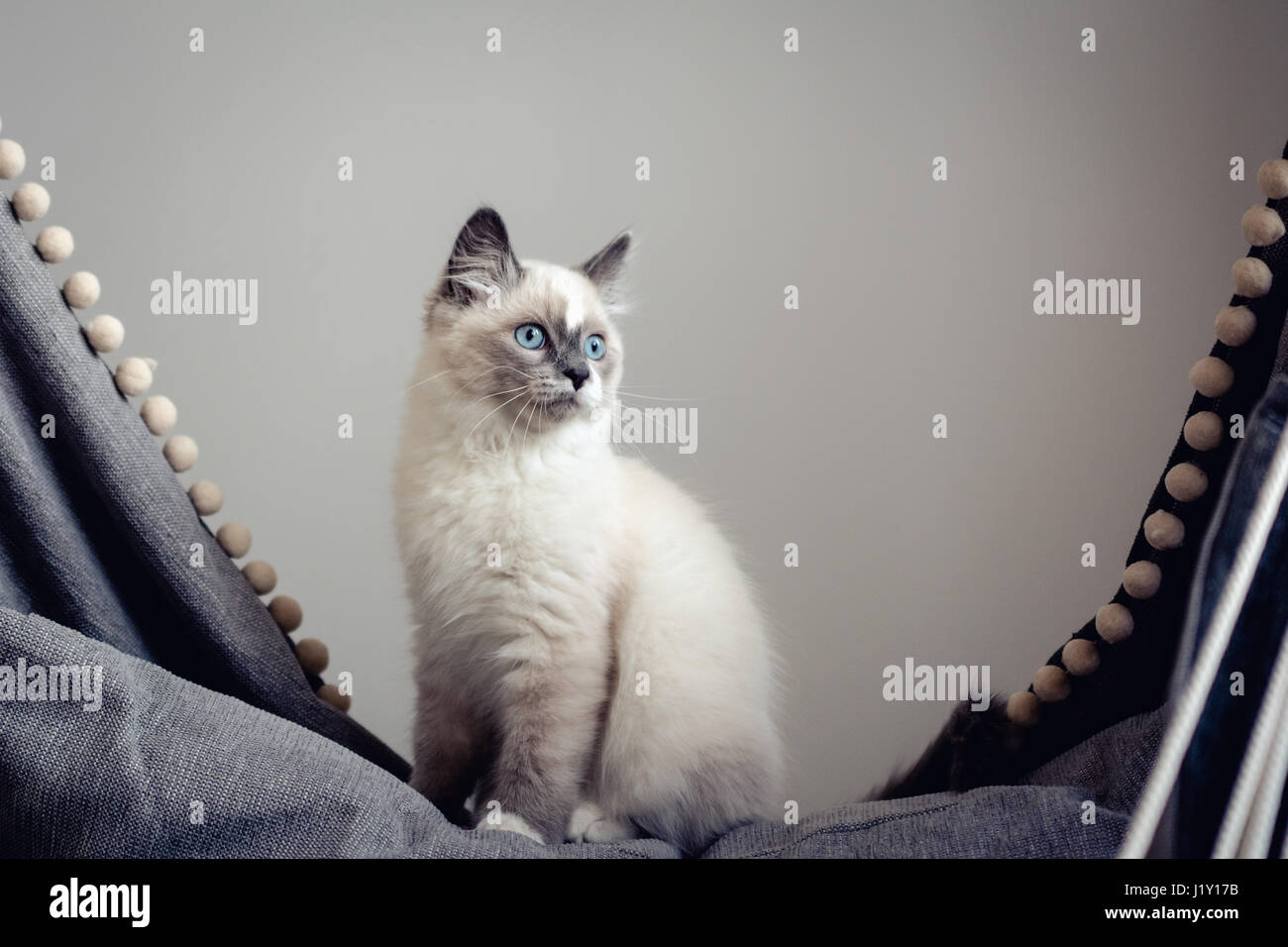Ragdoll Katze Mit Blauen Augen Auf Einem Schaukelstuhl