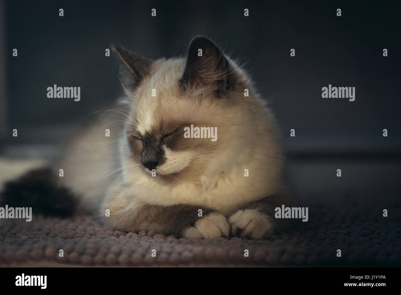 Schöne Ragdoll blauäugige Katze ordentlich auf einem Teppich liegen und schlafen. Katze hat leichten Mantel und weißer Fleck auf der Stirn, auf einem dunklen Hintergrund. Stockfoto