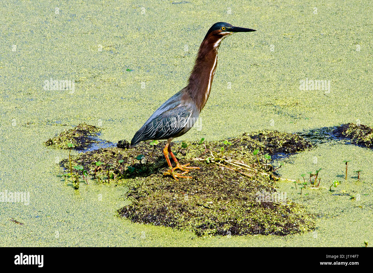 Grüne Reiher erstreckt sich auf Patch der Boden in den Cypress Feuchtgebieten bewahren in Port Royal, South Carolina. Stockfoto