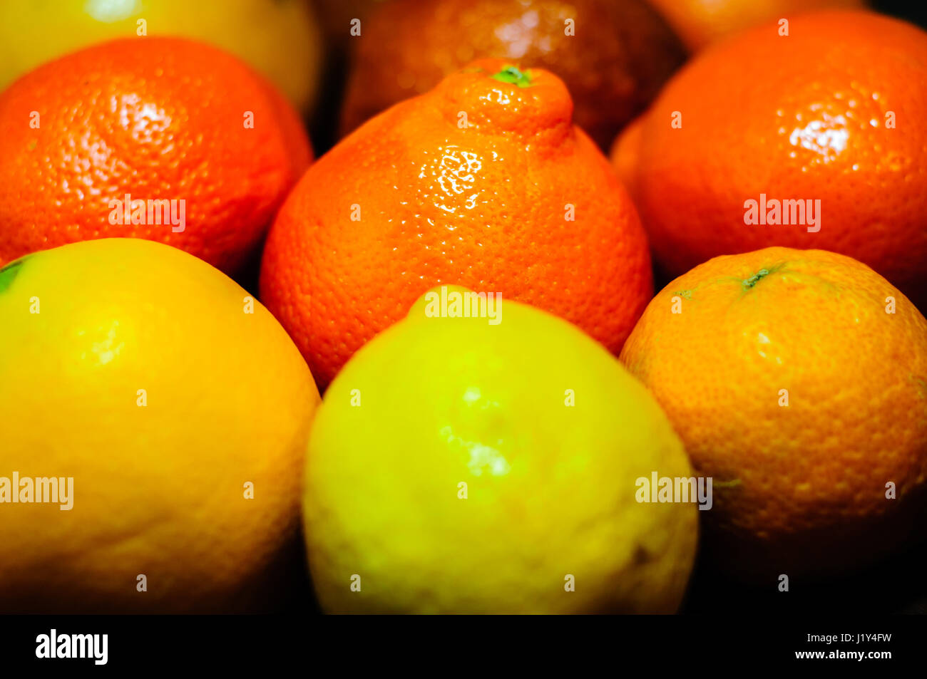 Auswahl von Zitrusfrüchten, close-up Stockfoto