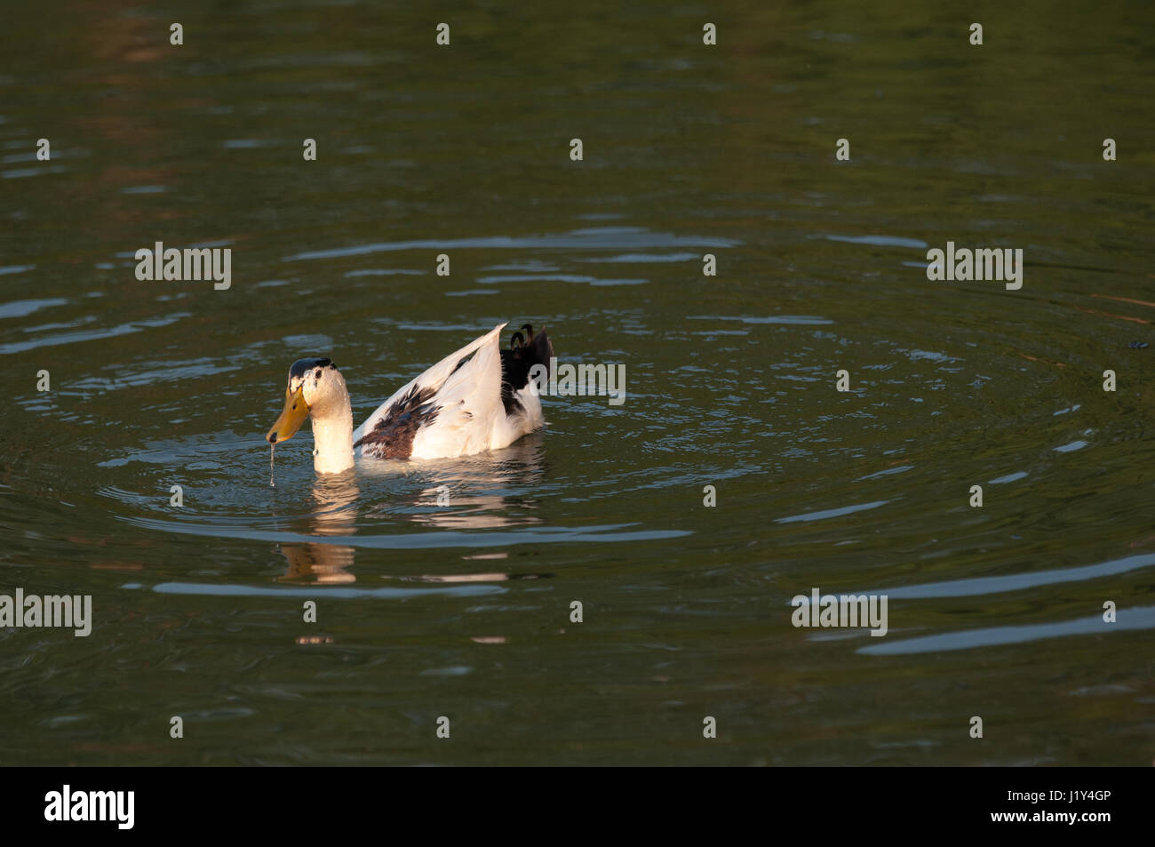 Enten schwimmen auf dem Wasser Stockfoto